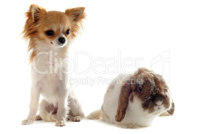 chihuahua and Lop Rabbit