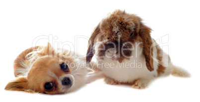 chihuahua and Lop Rabbit