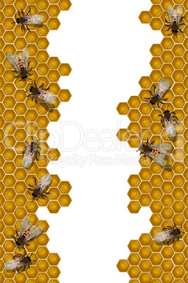 Bees working frame