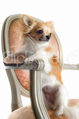 chihuahua on antique chair