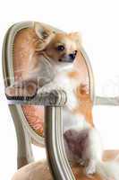 chihuahua on antique chair