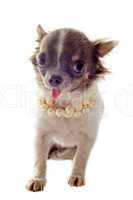 puppy chihuahua and pearl collar