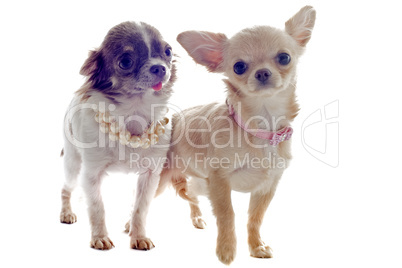 puppies chihuahua