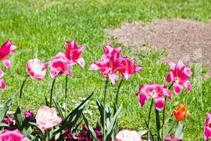 beautiful colorful pink tulips outdoor in spring