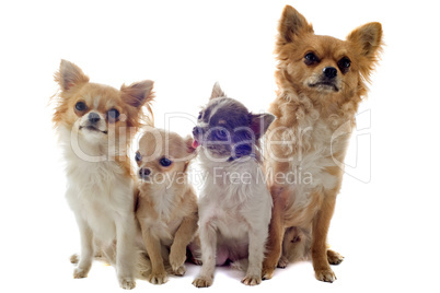 four chihuahuas