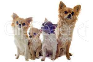 four chihuahuas