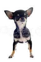 puppy chihuahua