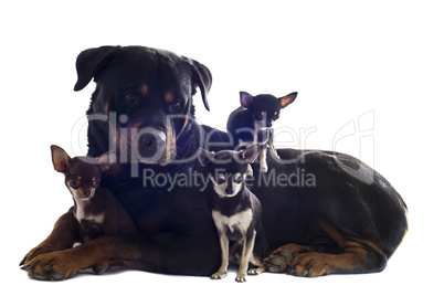 rottweiler and three chihuahuas