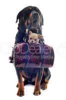 rottweiler and puppy chihuahua in a bag
