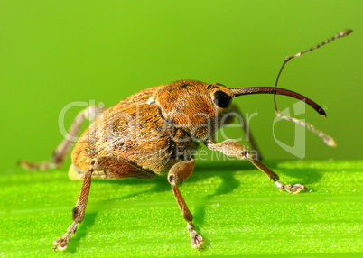 Snout beetle with a very long snout.