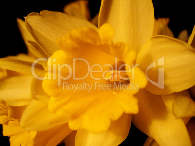 Yellow daffofil lily closeup
