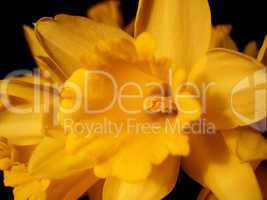 Yellow daffofil lily closeup