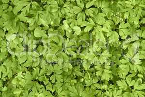 filigree leaves