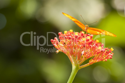 Beautiful Orange Butterfly on Colorful Flower