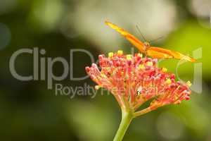 Beautiful Orange Butterfly on Colorful Flower