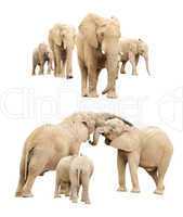 Family of Elephants Isolated