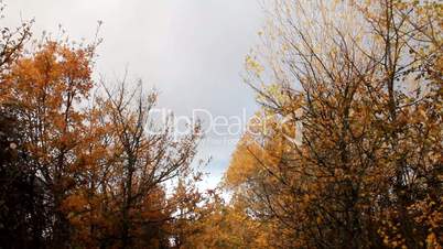 Trees with yellow leaves in autumn in the Spanish countryside