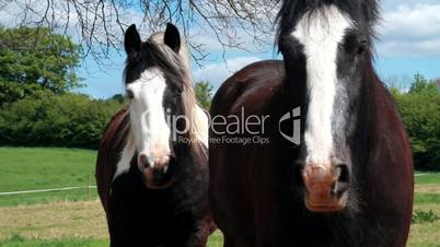 A couple of Irish horses