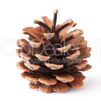 Tannenzapfen/ pinecone