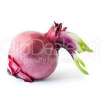 rote Zwiebel / red onion