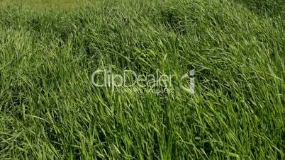 A field with grass in a windy day.