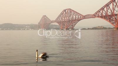 Swans with the Forth bridge behind