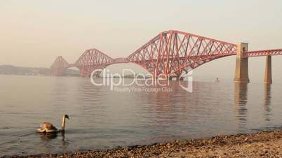 The Forth bridge, with swan swimming