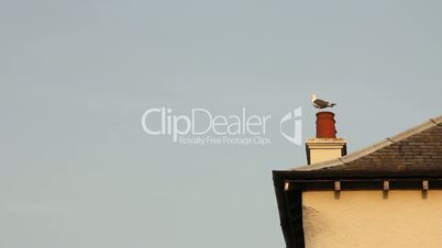 Seagull waiting on roof top, then flying away