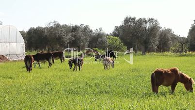 Grass field with grazing donkeys.