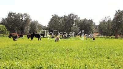 A field with donkeys and horses