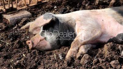 A pig resting in the mud
