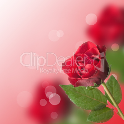 einzelne Rose / single flower