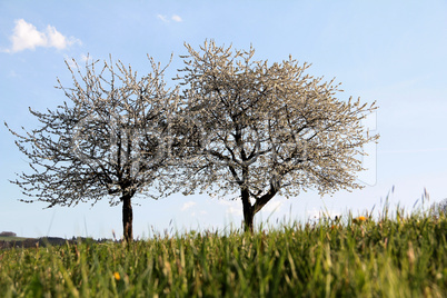 Kirschbäume Horizontal