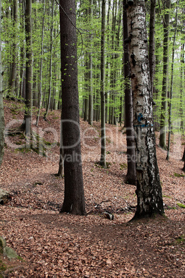 Weg durch den Thüringer Wald