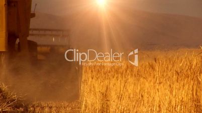 wheat harvesting