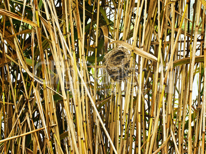 Empty nest in reed stems