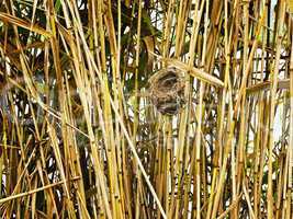 Empty nest in reed stems