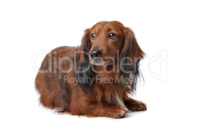 Dachshund