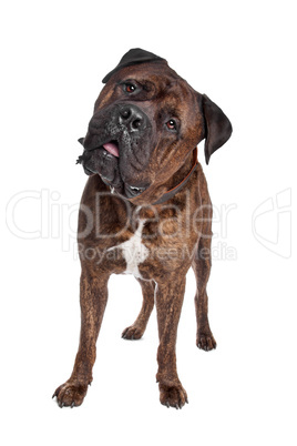 brindle Bullmastiff