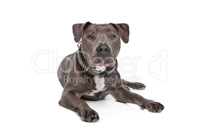 American staffordshire terrier