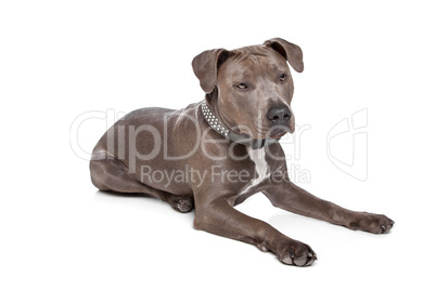 American staffordshire terrier