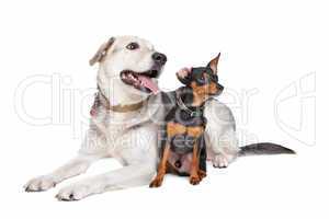 miniature Pinscher and a mixed breed Lab