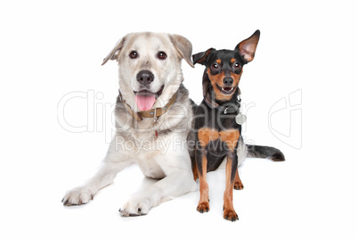 miniature Pinscher and a mixed breed Lab