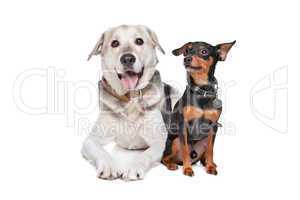 miniature Pinscher and a mixed breed Lab
