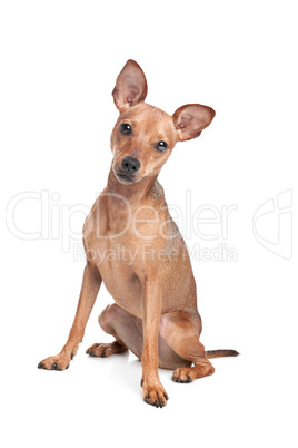 Miniature Pinscher