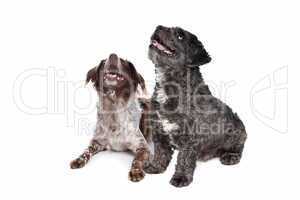 boomer and mixed breed staby dog