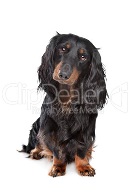 standard long-haired dachshund