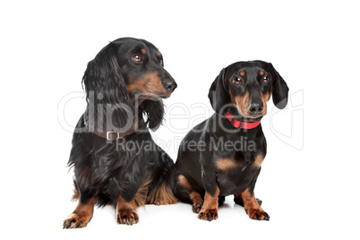 long-haired and smooth dachshund