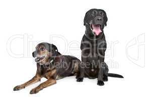 Black Labrador and mixed breed dog
