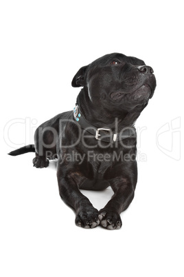 Staffordshire Bull Terrier